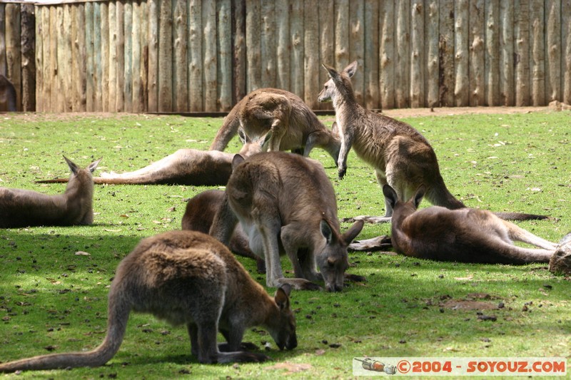Australian animals - Kangaroo
Mots-clés: animals animals Australia Kangaroo kangourou