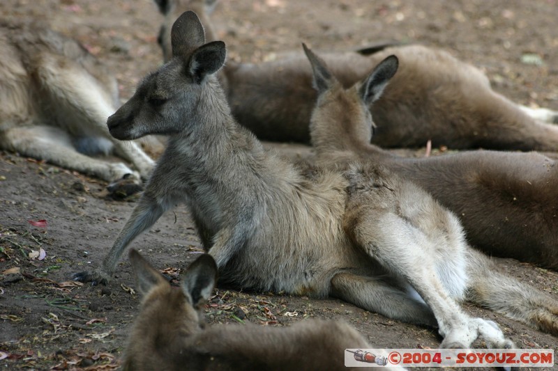 Australian animals - Kangaroo
Mots-clés: animals animals Australia Kangaroo kangourou