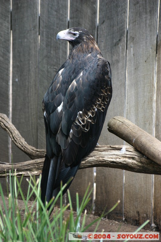 Australian animals - Wedge-tailed Eagle
Mots-clés: animals animals Australia oiseau Aigle Wedge-tailed Eagle
