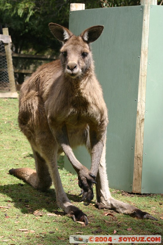 Australian animals - Kangaroo
Mots-clés: animals animals Australia Kangaroo kangourou