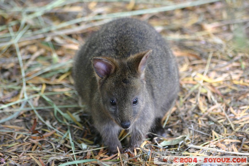 Australian animals - Pademelon
Mots-clés: animals animals Australia Pademelon