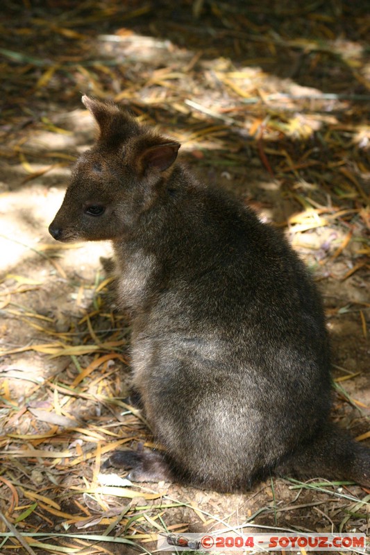 Australian animals - Pademelon
Mots-clés: animals animals Australia Pademelon