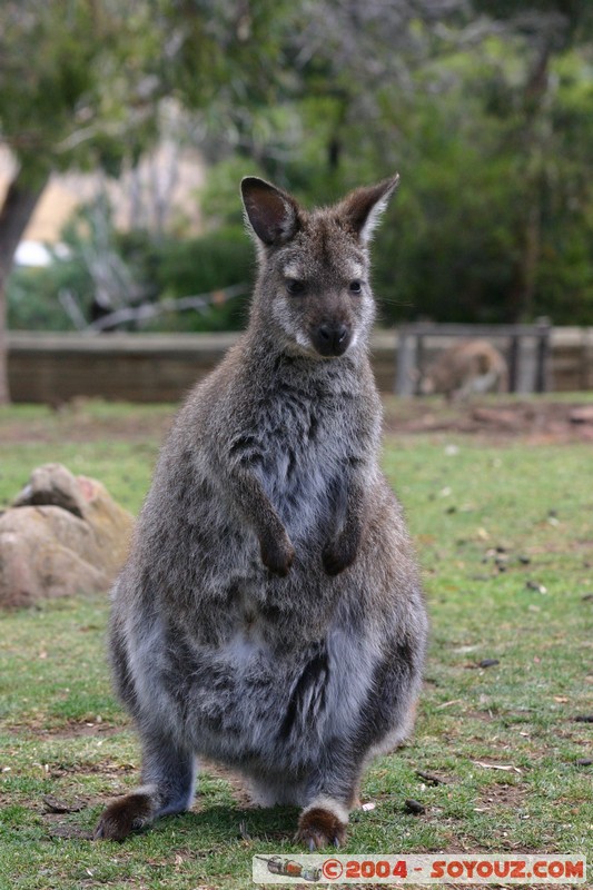 Australian animals - Wallaby
Mots-clés: animals animals Australia Wallaby