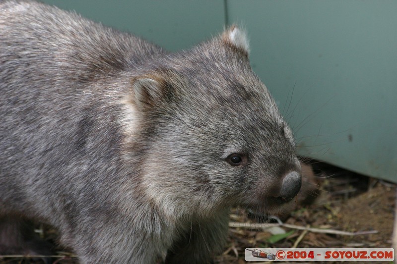 Australian animals - Wombat
Mots-clés: animals animals Australia Wombat