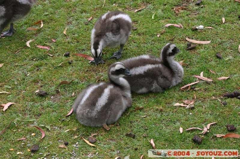 Australian animals - Cape Barren Goose
Mots-clés: animals animals Australia oiseau Cape Barren Goose oie