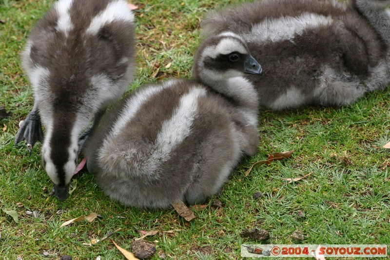 Australian animals - Cape Barren Goose
Mots-clés: animals animals Australia oiseau Cape Barren Goose oie