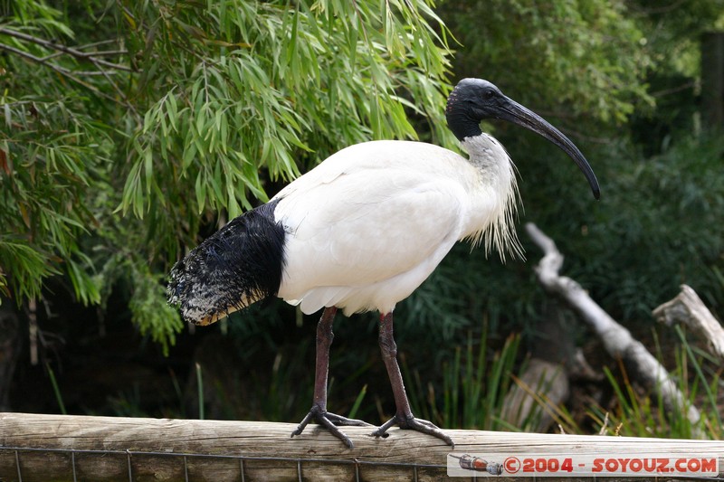 Australian animals - Australian White Ibis
Mots-clés: animals animals Australia Ibis oiseau