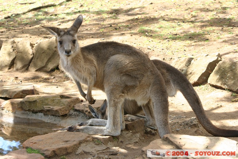 Australian animals - Kangaroo
Mots-clés: animals animals Australia Kangaroo kangourou