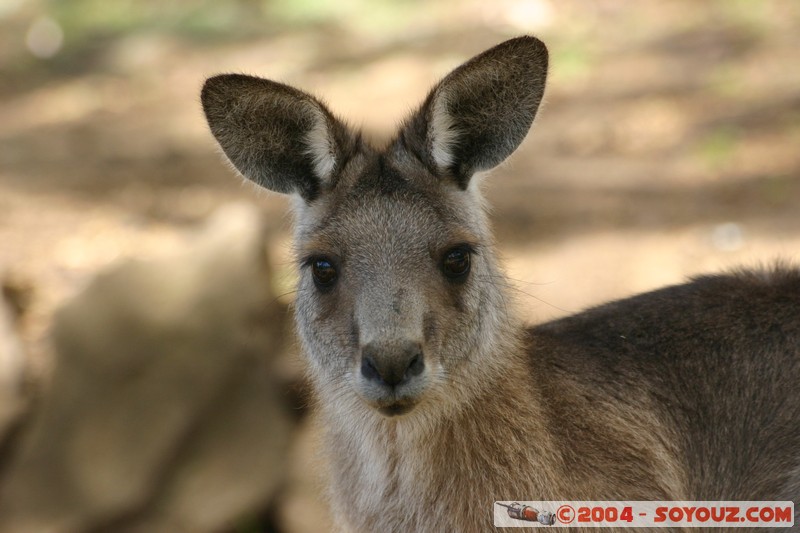 Australian animals - Kangaroo
Mots-clés: animals animals Australia Kangaroo kangourou