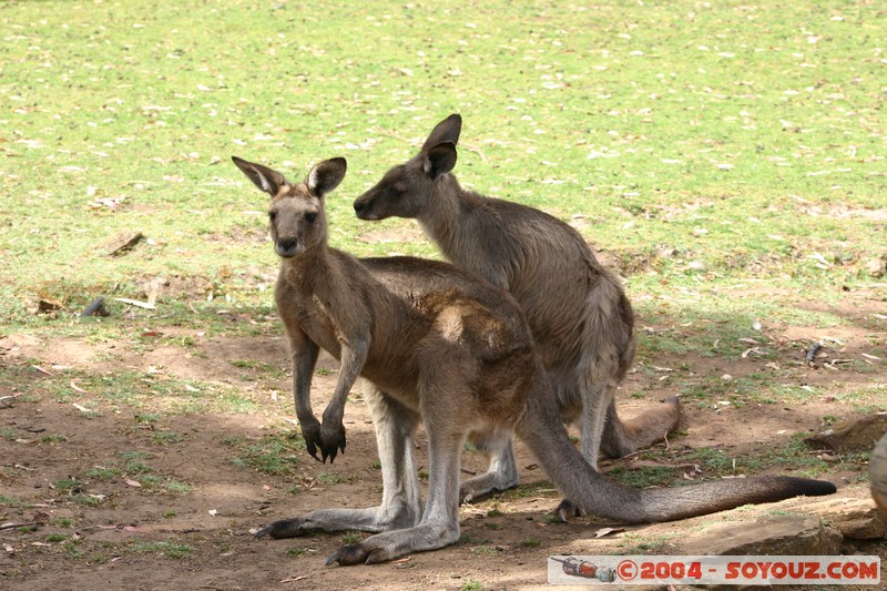 Australian animals - Kangaroo
Mots-clés: animals animals Australia Kangaroo kangourou