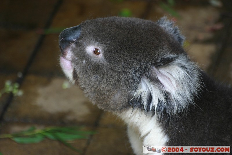 Australian animals - Koala
Mots-clés: animals animals Australia koala