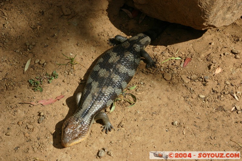 Australian animals - Blue tongue lizard
Mots-clés: animals animals Australia blue tongue lizard lezard