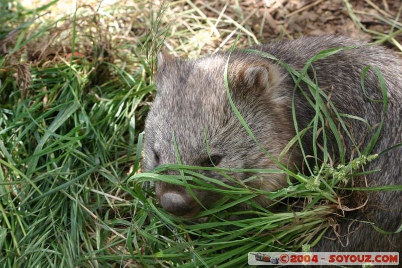 Australian animals - Wombat
Mots-clés: animals animals Australia Wombat