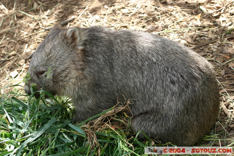 Australian animals - Wombat
Mots-clés: animals animals Australia Wombat