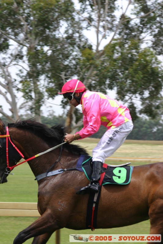 Hanging Rock - New Year Day Races
Mots-clés: sport animals cheval