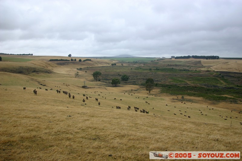 The Grampians - Victoria Valley Road
Mots-clés: animals vaches