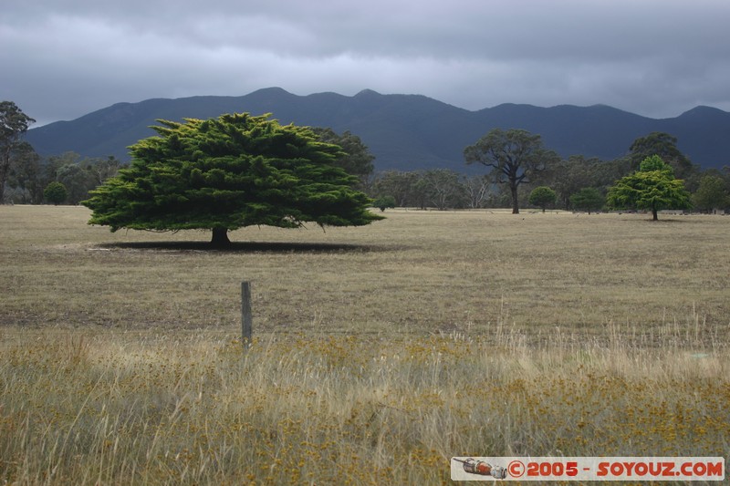 The Grampians - Victoria Valley Road - Amazing Tree
Mots-clés: Arbres Insolite