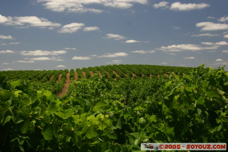 Barossa Valley - Vignes
