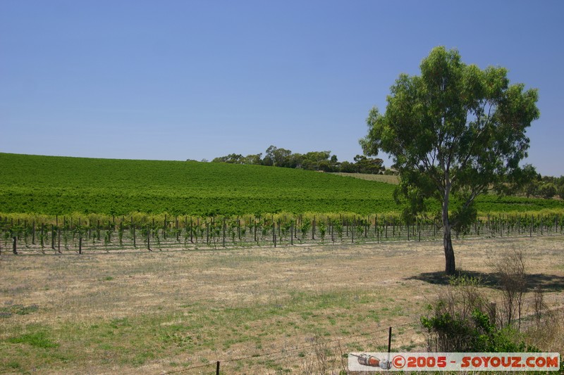 Mintaro - vignes
