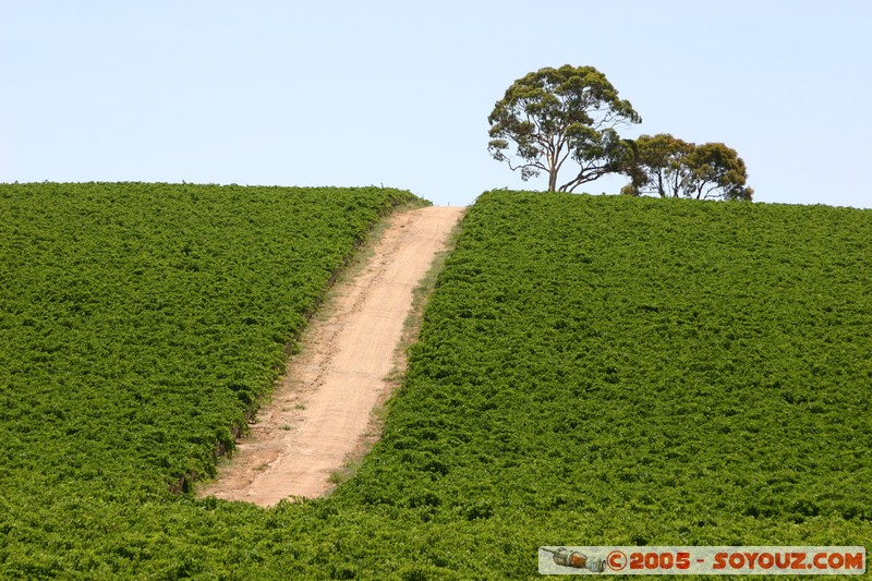 Mintaro
Mots-clés: Insolite