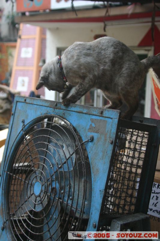 Bangkok - China Town (Yaowarat) - Playfull cat
Mots-clés: thailand animals chat