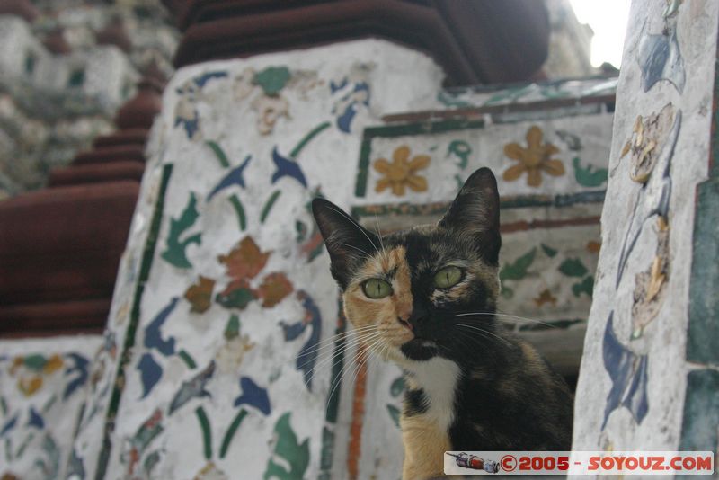 Bangkok - Wat Arun - Curious Cat
Mots-clés: thailand animals chat
