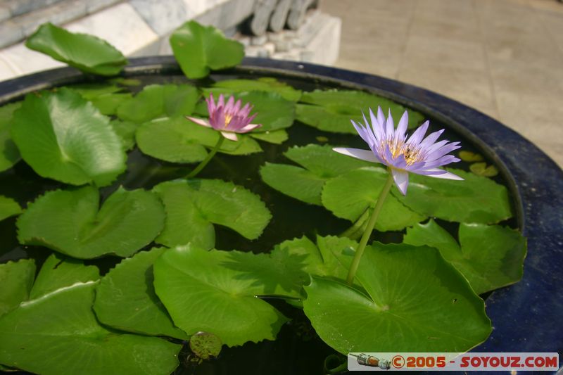 Bangkok - Wat Phra Kaew - Waterlily
Mots-clés: thailand Boudhiste fleur
