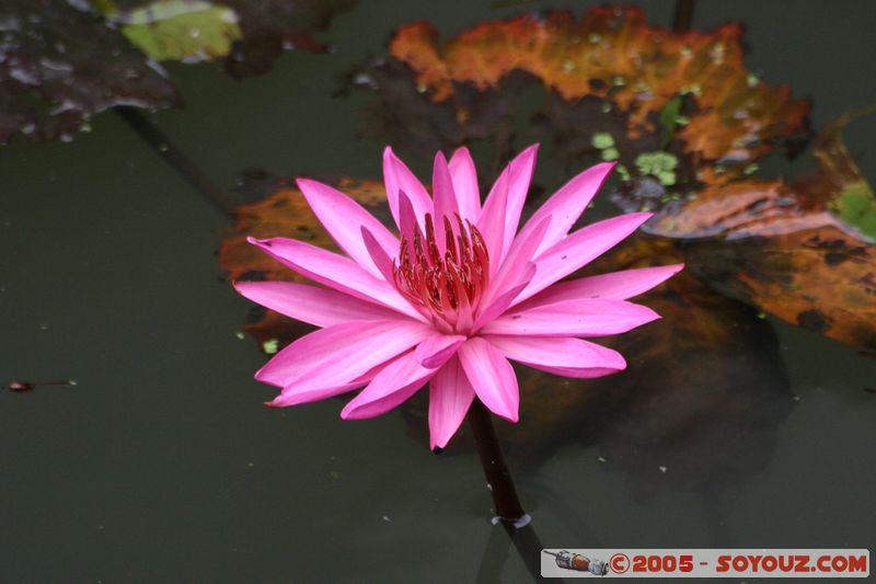 Damnoen Saduak - Nenuphar
Mots-clés: thailand fleur