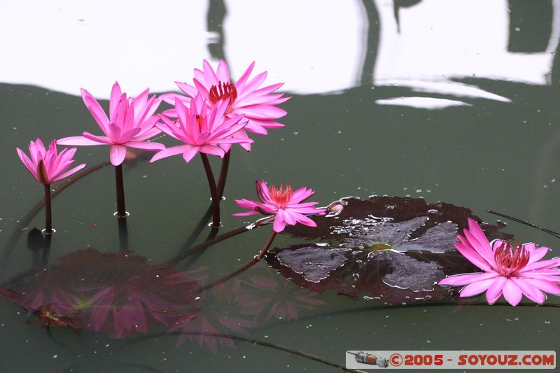 Damnoen Saduak - Nenuphar
Mots-clés: thailand fleur