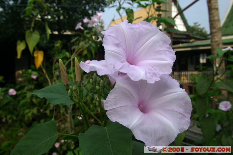 Damnoen Saduak
Mots-clés: thailand fleur