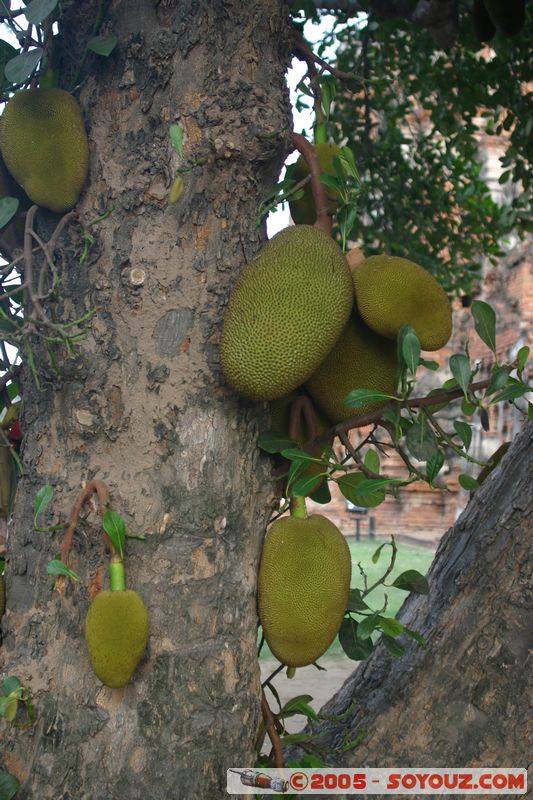 Ayutthaya - Jackfruit
Mots-clés: thailand fruit