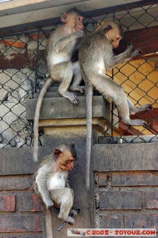Lop Buri - Monkey
