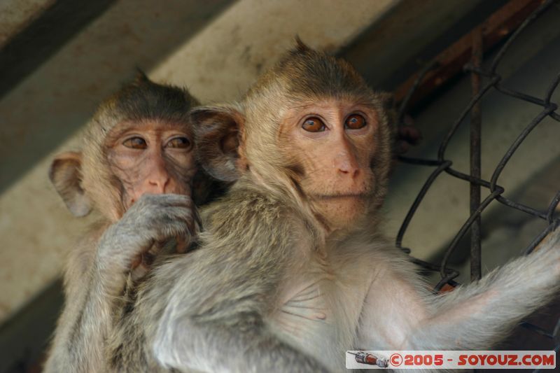 Lop Buri - Monkey
Mots-clés: thailand animals singes