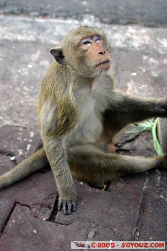 Lop Buri - Monkey
Mots-clés: thailand animals singes