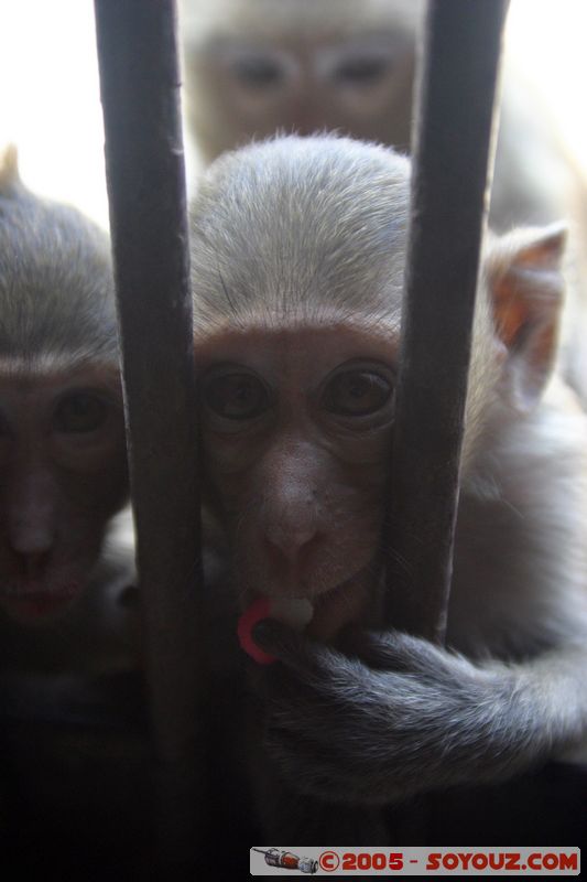 Lop Buri - Phra Prang Sam Yod - Monkey
Mots-clés: thailand animals singes