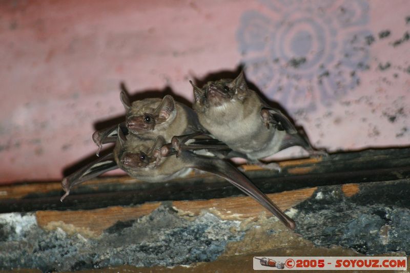 Lop Buri - Phra Prang Sam Yod - Bats
Mots-clés: thailand animals chauve-souris