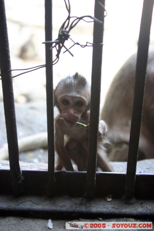 Lop Buri - Phra Prang Sam Yod - Monkey
Mots-clés: thailand animals singes