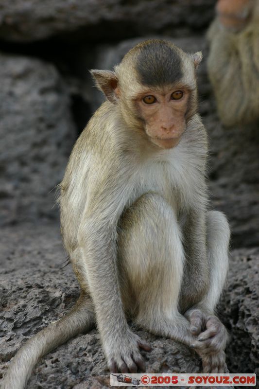 Lop Buri - Phra Prang Sam Yod - Monkey
Mots-clés: thailand animals singes