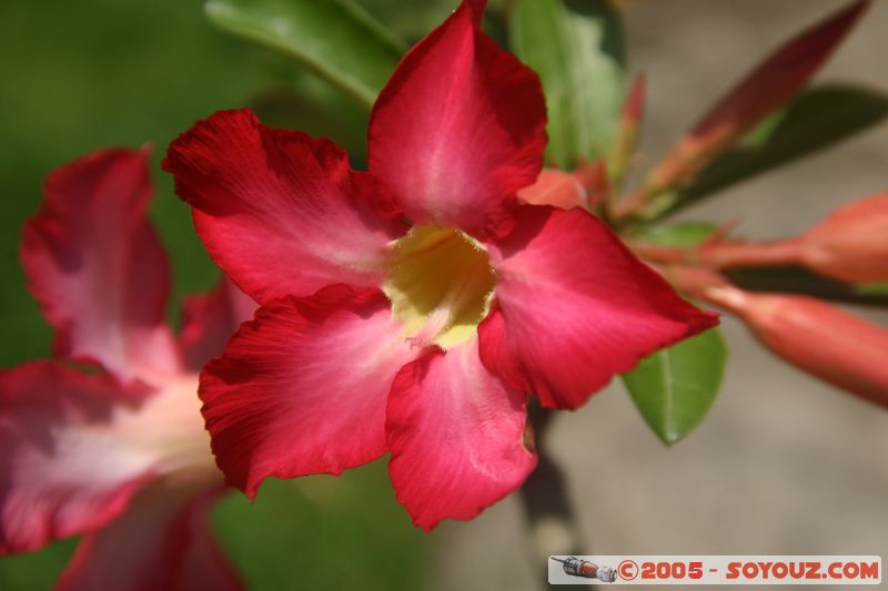 Chiang Mai - Wat Chiang Mun - Flower
Mots-clés: thailand fleur Wat Chiang Man