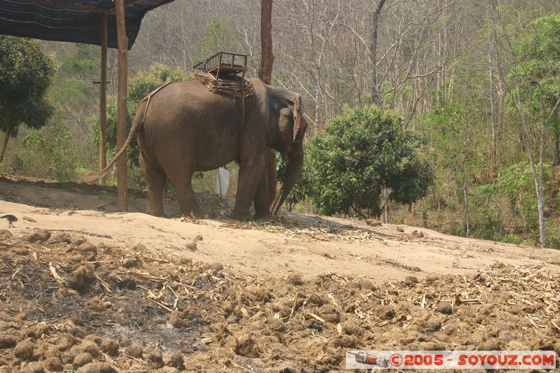 Around Chiang Mai - Elephant tour
Mots-clés: thailand animals Elephant