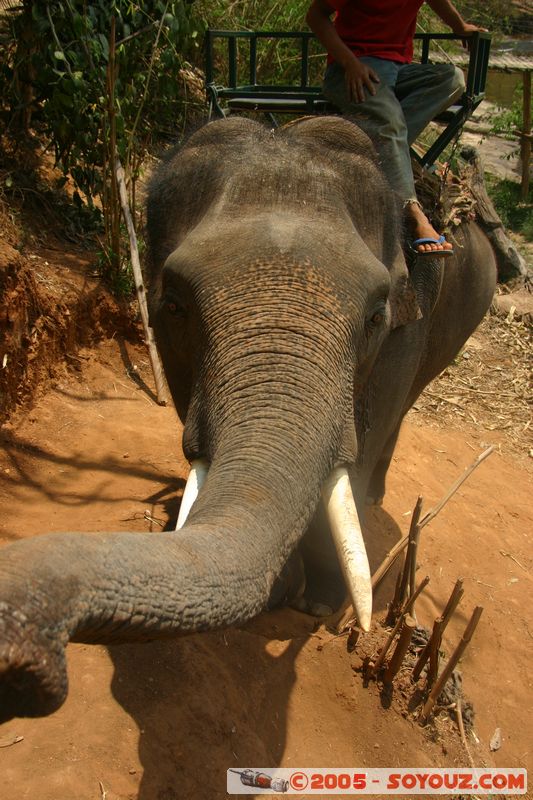 Around Chiang Mai - Elephant tour
Mots-clés: thailand animals Elephant
