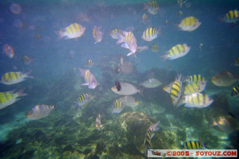 Koh Phi Phi Le - Underwater
Mots-clés: thailand sous-marin animals Poisson
