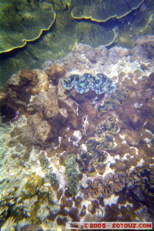 Koh Phi Phi Le - Underwater
Mots-clés: thailand sous-marin