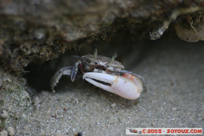 Krabi - West Rai Leh - Crab
Mots-clés: thailand animals crabe
