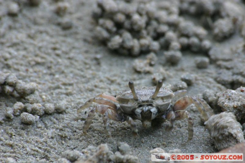 Krabi - West Rai Leh - Crab
Mots-clés: thailand animals crabe