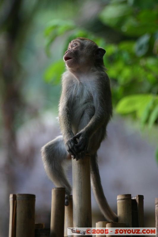 Krabi - West Rai Leh - Monkey
Mots-clés: thailand animals singes