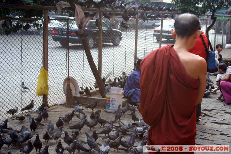Yangon
Mots-clés: myanmar Burma Birmanie Insolite animals oiseau pigeon Bonze personnes