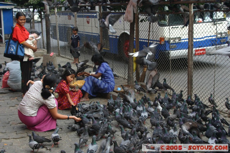 Yangon
Mots-clés: myanmar Burma Birmanie animals oiseau pigeon personnes