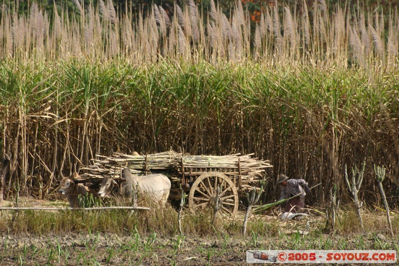 Nyaung Shwe - Charrette
Mots-clés: myanmar Burma Birmanie personnes