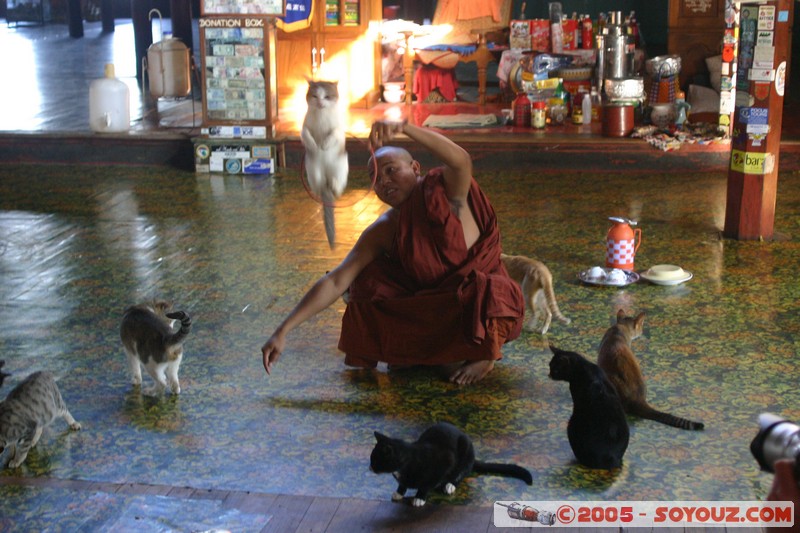 Inle lake - Nga Phe Kyaung - Jumping cat
Mots-clés: myanmar Burma Birmanie Pagode animals chat Bonze Lac